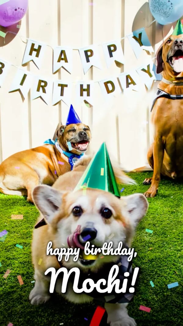 Pet Birthday Party