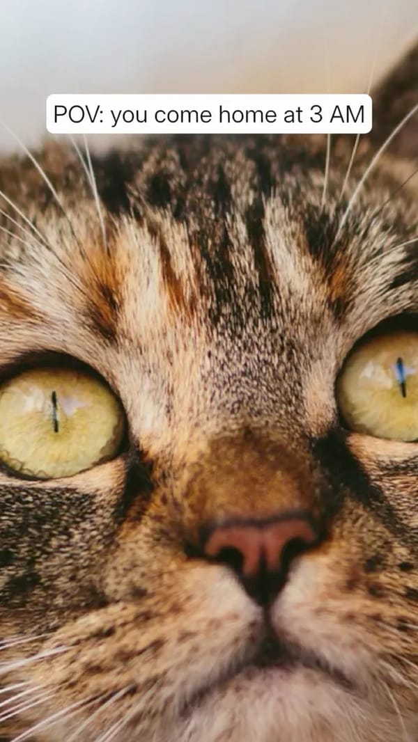 Cat Judgment POV