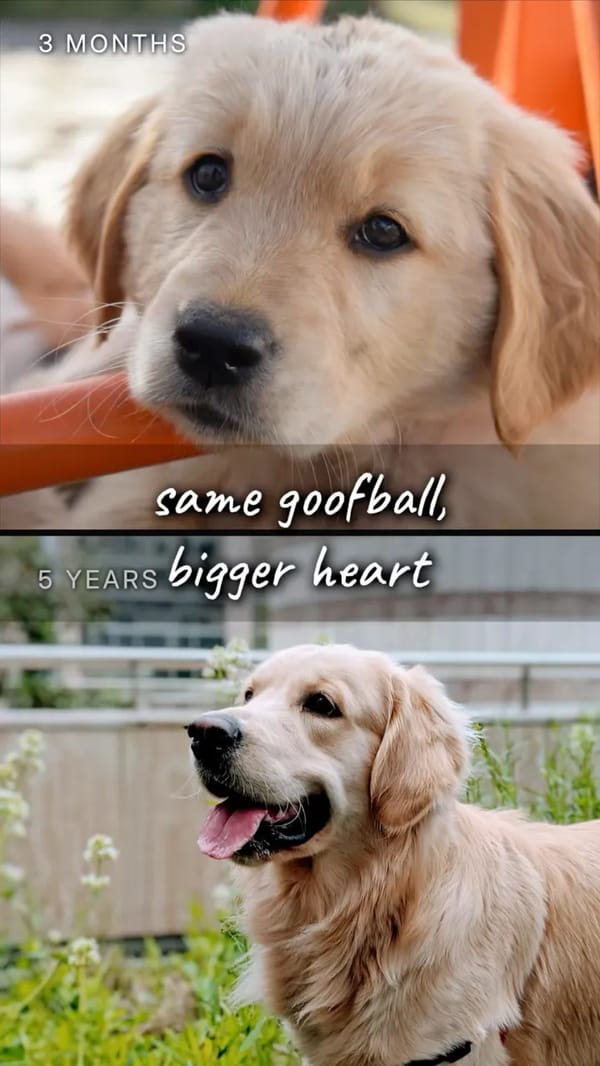 Pet Then & Now