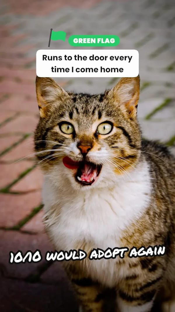 My Cat's Red Flags