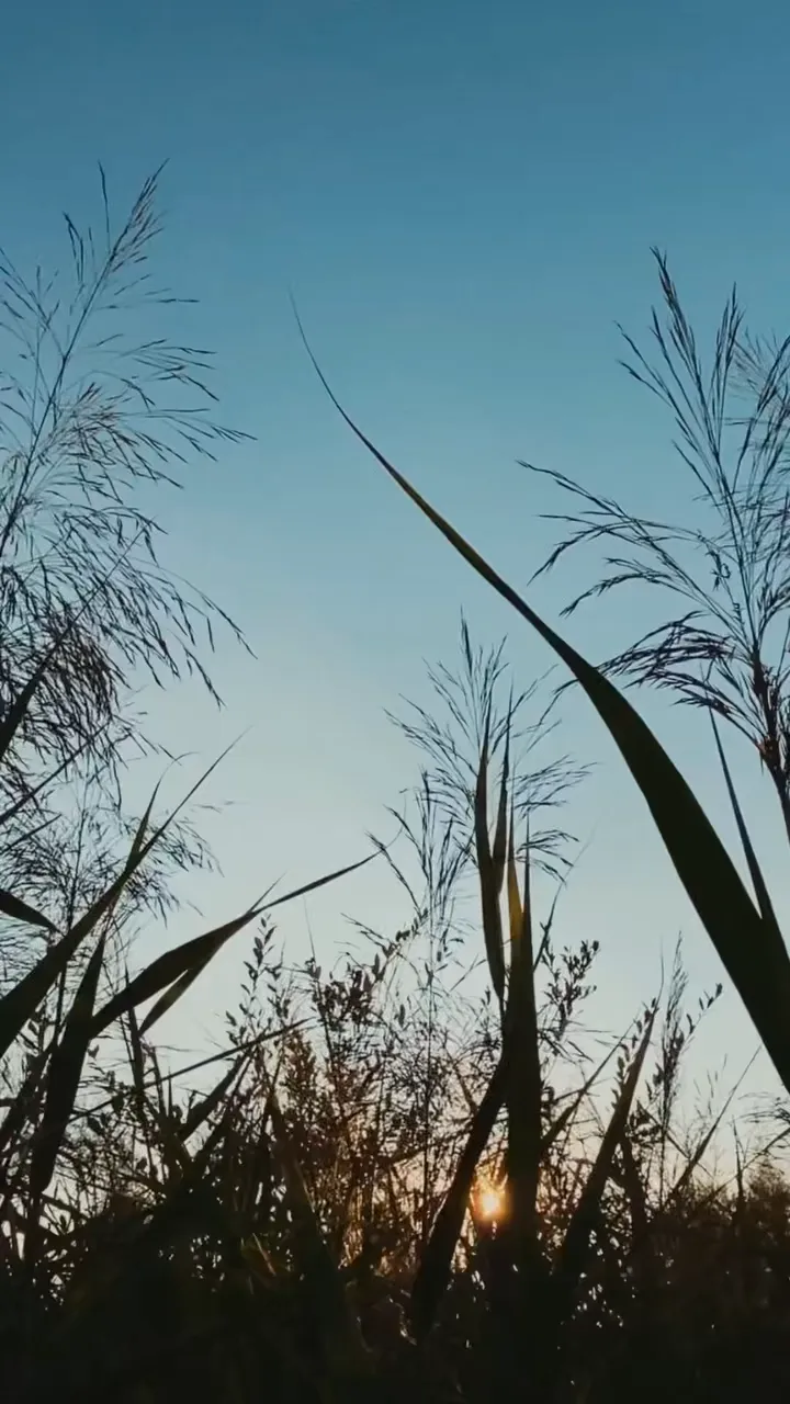 Soothing Nature Vibes