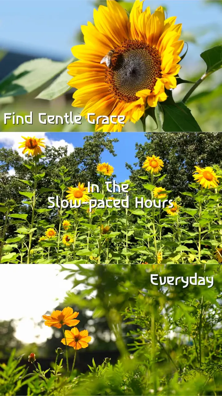 Find Gentle Grace